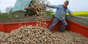 Ein Bauer steht auf einem Anhänger voller Kartoffeln