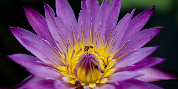 Eine Biene sitzt in einer großen, pinkfarbenen Lotusblüte.
