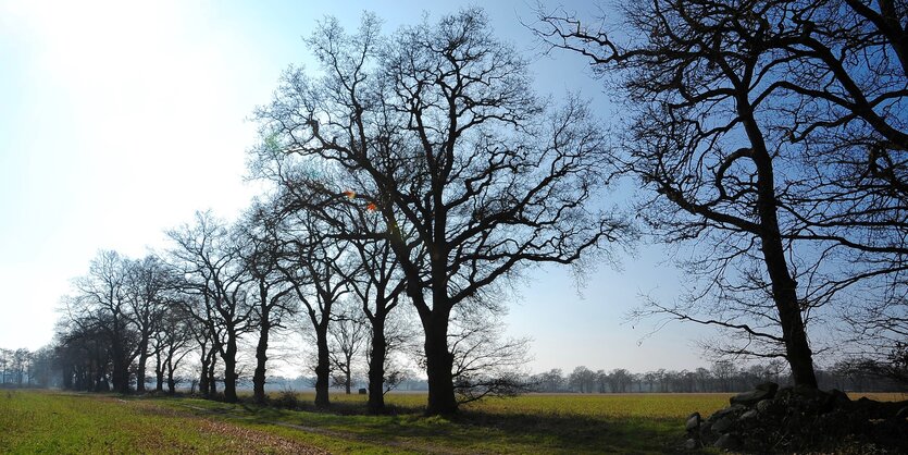 Baumreihe auf der Wiese