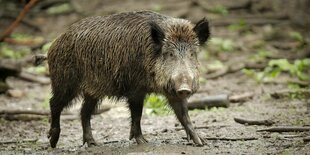 Ein Wildschwein