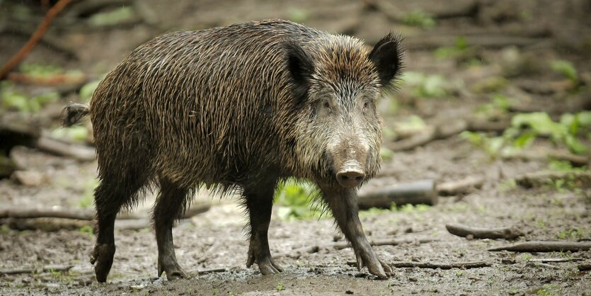 Ein Wildschwein