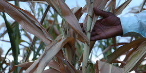 Ein Mann hält eine verdörrte Maispflanze in der Hand in Zimbabwe