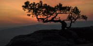 Das Bild zeigt die Silhouette eines Baumes bei Sonnenuntergang.