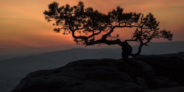 Das Bild zeigt die Silhouette eines Baumes bei Sonnenuntergang.