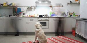 Hund sitzt in der Küche vor Küchenzeile. Menschen stehen an der Arbeitsfläche, leicht verwischt