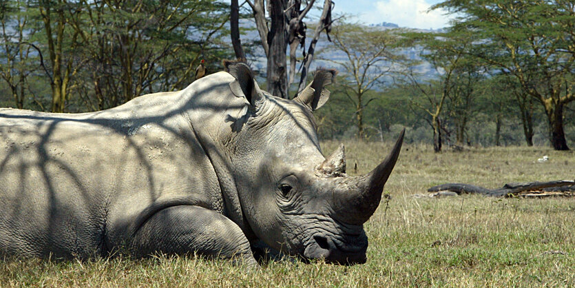 Ein Nashorn döst in der Savanne.