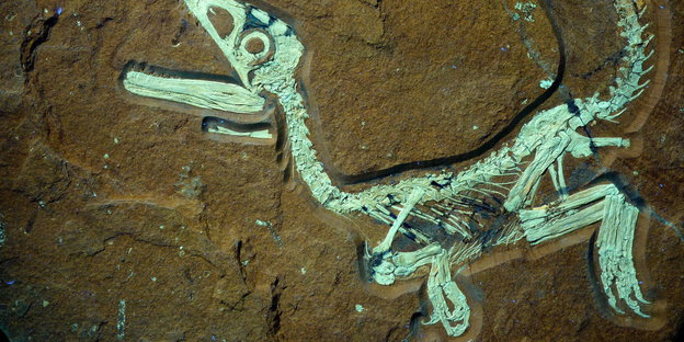 Theropodas Skelett ist grünlich und halb in der Erde vergraben