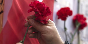 Hände stecken rote Nelken an die rote, türkische Flagge