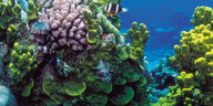 ein buntes Korallenriff