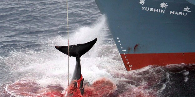 Ein harpunierter Wal wird an Bord eines japanischen Bootes gezogen