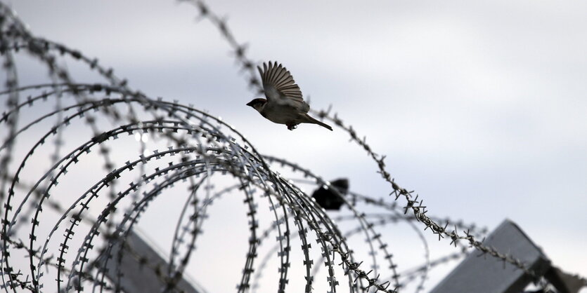 Ein Vogel fliegt über einen Stacheldrahtzaun