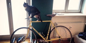 Eine Katze balanciert auf einem Rennrad, das an der Wand lehnt.