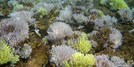 Ausgeblichene Korallen unter Wasser