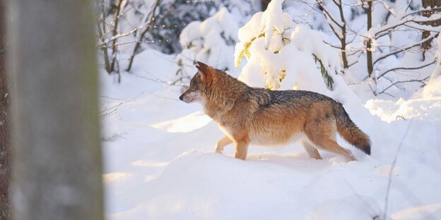 Ein Wolf steht im Schnee