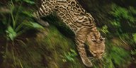 Ein Leopard in Bewegung