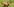 Eine blökende Ziege auf grüner Wiese
