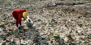 Eine Frau sammelt Blätter von einem trockenen, aufgeplatzen Feld auf