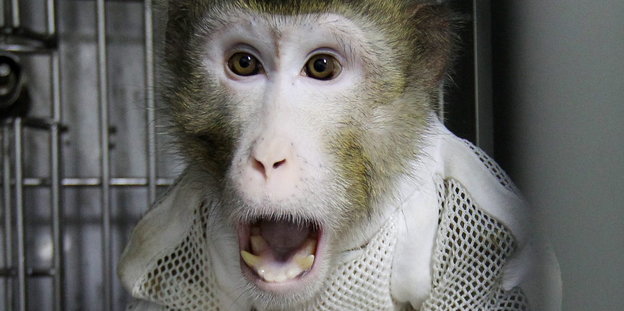 Ein Affe schaut mit offenem Mund in die Kamera