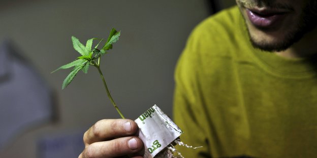 Ein Mensch im gelben Pullover hält eine kleine Cannabispflanze in der Hand