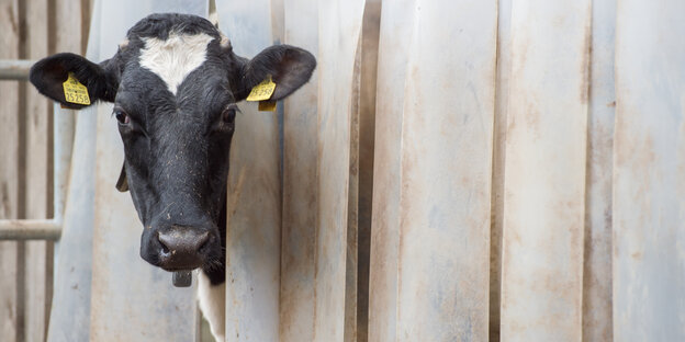 Eine Kuh schaut aus einem Stall