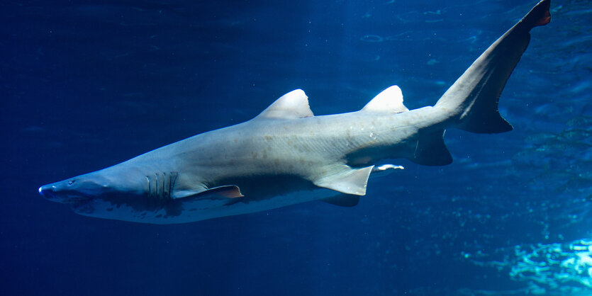 Sandtigerhai im Ozeaneum Stralsund