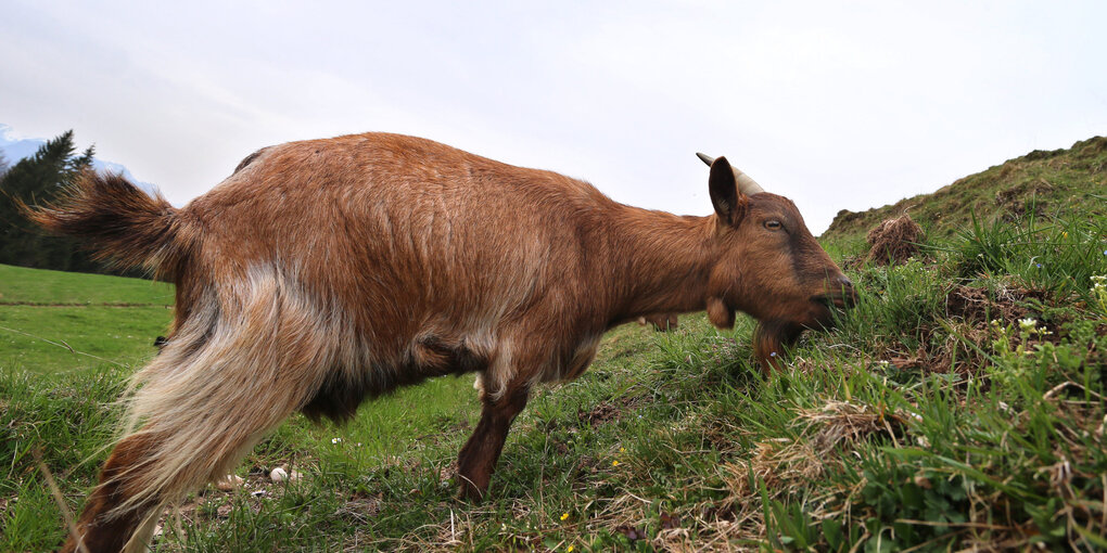 Eine Ziege frisst Gras