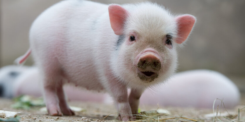 Ein kleines Ferkel