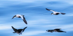 Eiderenten im Flug dicht über der Wasseroberfläche