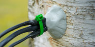 Ein Sensor an einem Baumstamm