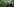 Das grüne Spitzenquartett