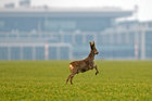 Ein Reh springt auf einem Feld vor dem Flughafen