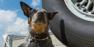 Spürhund Jackie neben einem Flugzeugrad