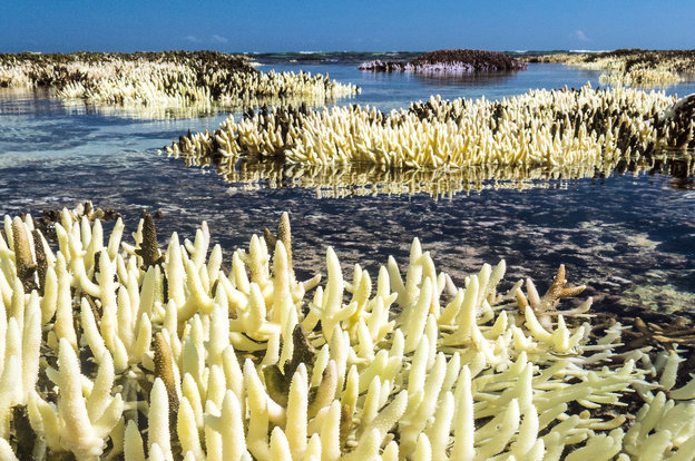 Korallenriffe im Wasser