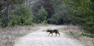 Ein Wolf überquert einen Waldweg