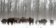 Eine Herde Bisons steht im Schnee vor Bäumen