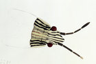 Ein Käfer mit verschieden langen Fühlern