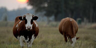 Zwei Kühe stehen auf einer Weide. Im Hintergrund geht die Sonne unter