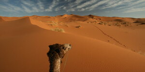 Ein Kamel in der Wüste