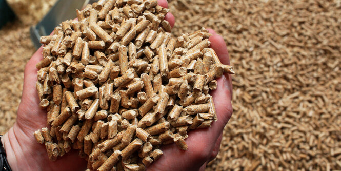 Ein German-Pellets-Mitarbeiter hält eine Hand voll Holzpellets in die Kamera.