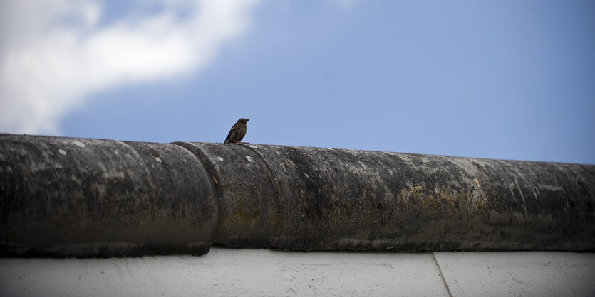 Ein Spatz sitzt auf einer Mauer, dahinter blauer Himmel