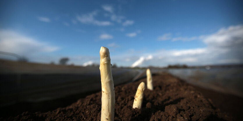 Drei Spargel in der Erde bei blauem Himmel