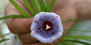 Gockenförmige Blüte, blau mit roten Flecken