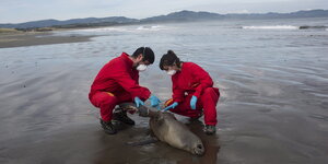 Zwei Menschen in roten Anzügen, Atemschutzmasken und Gummihandschuhe hocken neben einem Seelöwen am Strand
