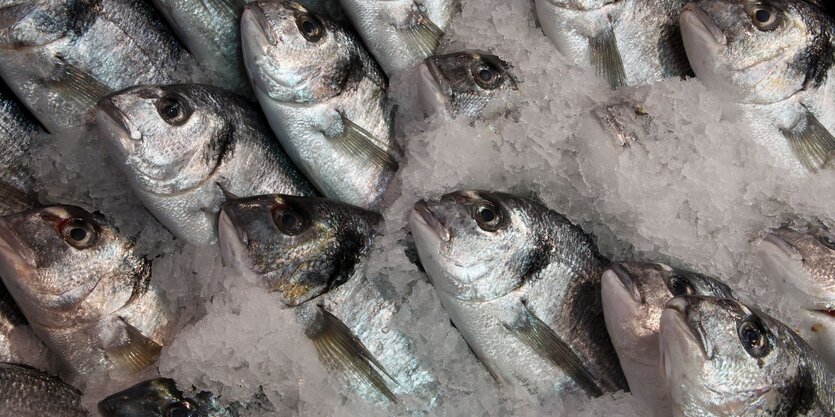 Leblose Fischkörper sind teilweise von Eis bedeckt