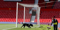 Ein schwarzer Hund läuft neben einem Tor im Stadion von Manchester United vorbei. Die Tribünen sind leer