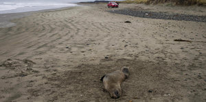 Ein toter Seelöwe liegt am Strand.