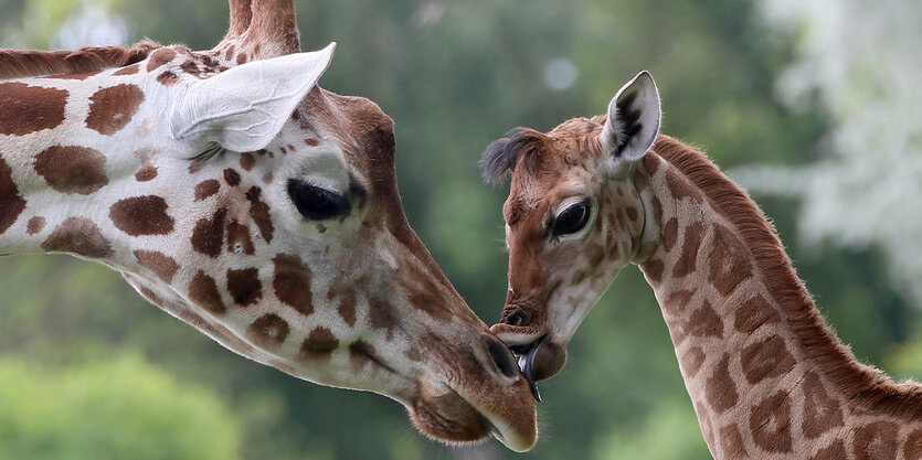 Eine Giraffe mit einem neun Tgae alten Jungtier