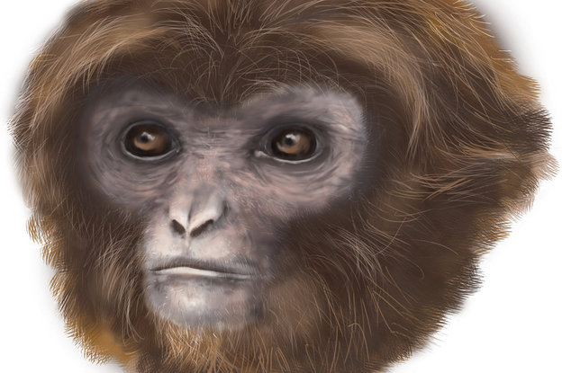 Zeichnung eines Affen-Kopfes