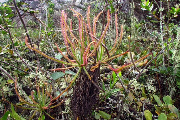 Eine Pflanze mit rot blühenden Trieben