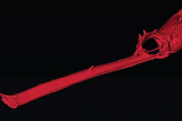 Rote Computersimulation eines Fisch-Kopfes
